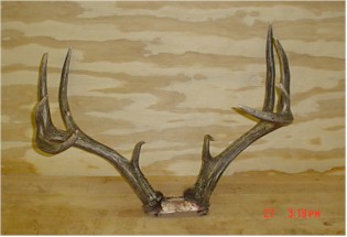 cliff's Buckweb1.jpg (17486 bytes)