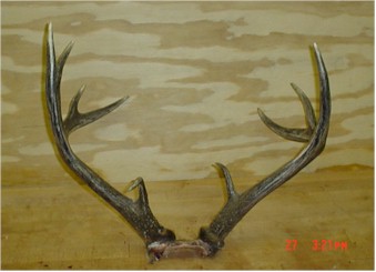 cliff's Buckweb2.jpg (20744 bytes)