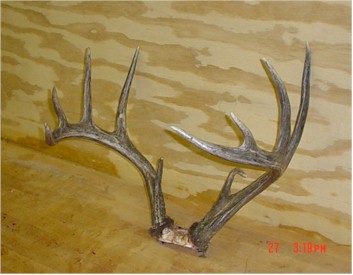 cliff's Buckweb3.jpg (26003 bytes)